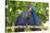 Brazil, Mato Grosso, the Pantanal. Pair of Hyacinth Macaws Cuddling-Ellen Goff-Stretched Canvas