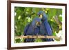 Brazil, Mato Grosso, the Pantanal. Pair of Hyacinth Macaws Cuddling-Ellen Goff-Framed Photographic Print