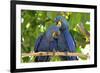 Brazil, Mato Grosso, the Pantanal. Pair of Hyacinth Macaws Cuddling-Ellen Goff-Framed Photographic Print