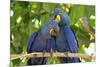 Brazil, Mato Grosso, the Pantanal. Pair of Hyacinth Macaws Cuddling-Ellen Goff-Mounted Photographic Print