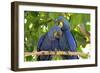 Brazil, Mato Grosso, the Pantanal. Pair of Hyacinth Macaws Cuddling-Ellen Goff-Framed Photographic Print