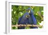 Brazil, Mato Grosso, the Pantanal. Pair of Hyacinth Macaws Cuddling-Ellen Goff-Framed Photographic Print