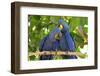 Brazil, Mato Grosso, the Pantanal. Pair of Hyacinth Macaws Cuddling-Ellen Goff-Framed Photographic Print