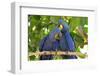 Brazil, Mato Grosso, the Pantanal. Pair of Hyacinth Macaws Cuddling-Ellen Goff-Framed Photographic Print