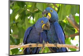 Brazil, Mato Grosso, the Pantanal. Pair of Hyacinth Macaws Cuddling-Ellen Goff-Mounted Photographic Print