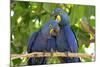 Brazil, Mato Grosso, the Pantanal. Pair of Hyacinth Macaws Cuddling-Ellen Goff-Mounted Photographic Print