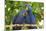 Brazil, Mato Grosso, the Pantanal. Pair of Hyacinth Macaws Cuddling-Ellen Goff-Mounted Photographic Print