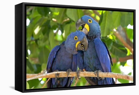Brazil, Mato Grosso, the Pantanal. Pair of Hyacinth Macaws Cuddling-Ellen Goff-Framed Stretched Canvas