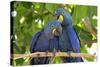 Brazil, Mato Grosso, the Pantanal. Pair of Hyacinth Macaws Cuddling-Ellen Goff-Stretched Canvas