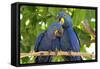 Brazil, Mato Grosso, the Pantanal. Pair of Hyacinth Macaws Cuddling-Ellen Goff-Framed Stretched Canvas