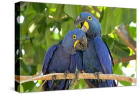 Brazil, Mato Grosso, the Pantanal. Pair of Hyacinth Macaws Cuddling-Ellen Goff-Stretched Canvas