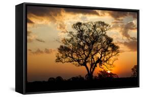 Brazil, Mato Grosso, the Pantanal. Pink Ipe Tree at Sunset-Ellen Goff-Framed Stretched Canvas