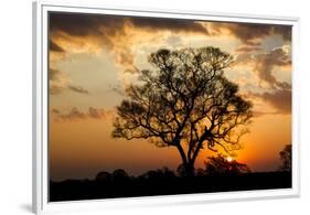 Brazil, Mato Grosso, the Pantanal. Pink Ipe Tree at Sunset-Ellen Goff-Framed Premium Photographic Print