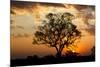 Brazil, Mato Grosso, the Pantanal. Pink Ipe Tree at Sunset-Ellen Goff-Mounted Premium Photographic Print