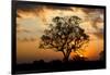 Brazil, Mato Grosso, the Pantanal. Pink Ipe Tree at Sunset-Ellen Goff-Framed Premium Photographic Print