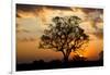 Brazil, Mato Grosso, the Pantanal. Pink Ipe Tree at Sunset-Ellen Goff-Framed Photographic Print