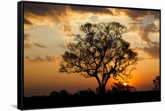Brazil, Mato Grosso, the Pantanal. Pink Ipe Tree at Sunset-Ellen Goff-Framed Stretched Canvas