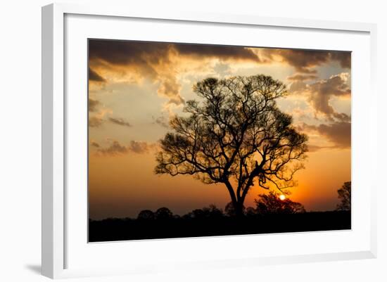 Brazil, Mato Grosso, the Pantanal. Pink Ipe Tree at Sunset-Ellen Goff-Framed Photographic Print