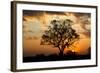 Brazil, Mato Grosso, the Pantanal. Pink Ipe Tree at Sunset-Ellen Goff-Framed Photographic Print