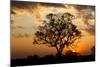 Brazil, Mato Grosso, the Pantanal. Pink Ipe Tree at Sunset-Ellen Goff-Mounted Photographic Print