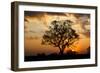 Brazil, Mato Grosso, the Pantanal. Pink Ipe Tree at Sunset-Ellen Goff-Framed Photographic Print