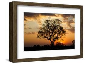 Brazil, Mato Grosso, the Pantanal. Pink Ipe Tree at Sunset-Ellen Goff-Framed Photographic Print