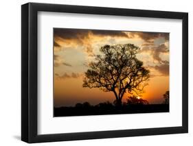 Brazil, Mato Grosso, the Pantanal. Pink Ipe Tree at Sunset-Ellen Goff-Framed Photographic Print