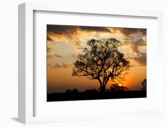 Brazil, Mato Grosso, the Pantanal. Pink Ipe Tree at Sunset-Ellen Goff-Framed Photographic Print