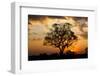 Brazil, Mato Grosso, the Pantanal. Pink Ipe Tree at Sunset-Ellen Goff-Framed Photographic Print