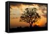 Brazil, Mato Grosso, the Pantanal. Pink Ipe Tree at Sunset-Ellen Goff-Framed Stretched Canvas