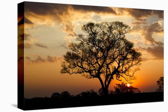 Brazil, Mato Grosso, the Pantanal. Pink Ipe Tree at Sunset-Ellen Goff-Stretched Canvas