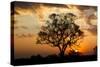 Brazil, Mato Grosso, the Pantanal. Pink Ipe Tree at Sunset-Ellen Goff-Stretched Canvas