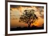 Brazil, Mato Grosso, the Pantanal. Pink Ipe Tree at Sunset-Ellen Goff-Framed Photographic Print