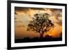 Brazil, Mato Grosso, the Pantanal. Pink Ipe Tree at Sunset-Ellen Goff-Framed Photographic Print