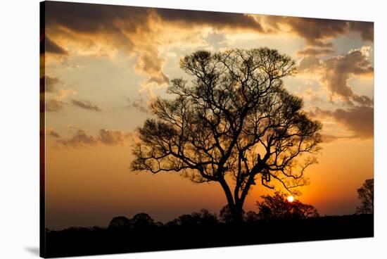 Brazil, Mato Grosso, the Pantanal. Pink Ipe Tree at Sunset-Ellen Goff-Stretched Canvas