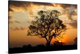 Brazil, Mato Grosso, the Pantanal. Pink Ipe Tree at Sunset-Ellen Goff-Stretched Canvas