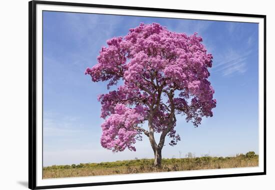 Brazil, Mato Grosso, the Pantanal. Pink Ipe Tree in a Field-Ellen Goff-Framed Premium Photographic Print