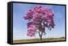 Brazil, Mato Grosso, the Pantanal. Pink Ipe Tree in a Field-Ellen Goff-Framed Stretched Canvas