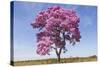 Brazil, Mato Grosso, the Pantanal. Pink Ipe Tree in a Field-Ellen Goff-Stretched Canvas