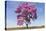 Brazil, Mato Grosso, the Pantanal. Pink Ipe Tree in a Field-Ellen Goff-Stretched Canvas