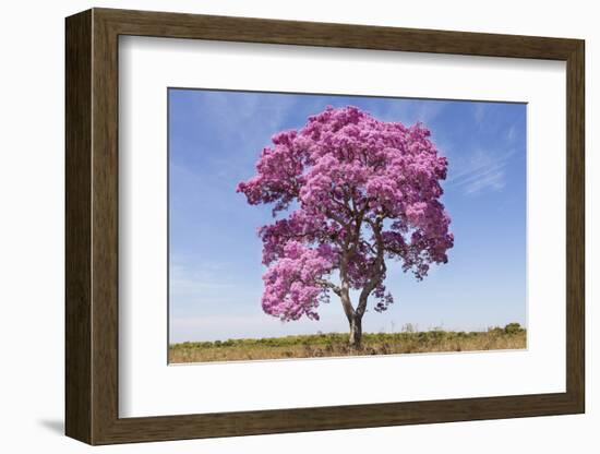 Brazil, Mato Grosso, the Pantanal. Pink Ipe Tree in a Field-Ellen Goff-Framed Photographic Print