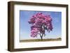 Brazil, Mato Grosso, the Pantanal. Pink Ipe Tree in a Field-Ellen Goff-Framed Photographic Print