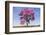 Brazil, Mato Grosso, the Pantanal. Pink Ipe Tree in a Field-Ellen Goff-Framed Photographic Print