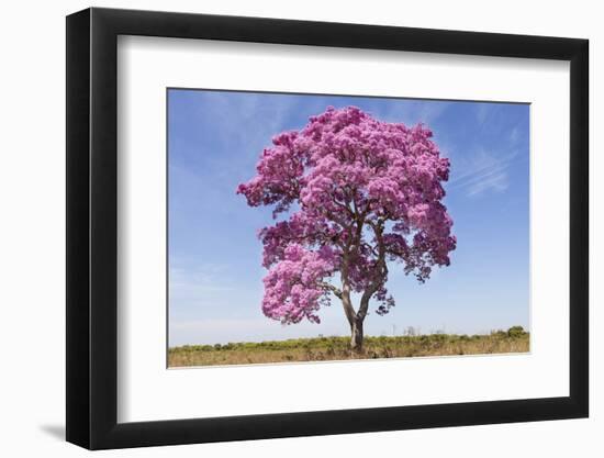 Brazil, Mato Grosso, the Pantanal. Pink Ipe Tree in a Field-Ellen Goff-Framed Photographic Print