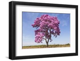 Brazil, Mato Grosso, the Pantanal. Pink Ipe Tree in a Field-Ellen Goff-Framed Photographic Print