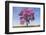 Brazil, Mato Grosso, the Pantanal. Pink Ipe Tree in a Field-Ellen Goff-Framed Photographic Print