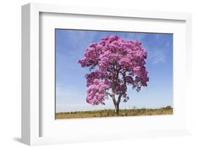 Brazil, Mato Grosso, the Pantanal. Pink Ipe Tree in a Field-Ellen Goff-Framed Photographic Print