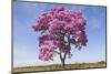 Brazil, Mato Grosso, the Pantanal. Pink Ipe Tree in a Field-Ellen Goff-Mounted Photographic Print