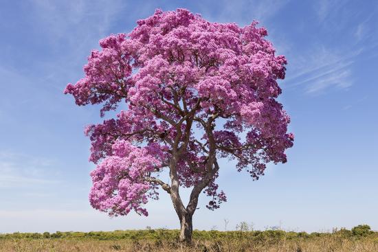 Brazil, Mato Grosso, the Pantanal. Pink Ipe Tree in a Field' Photographic  Print - Ellen Goff | AllPosters.com