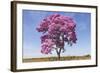 Brazil, Mato Grosso, the Pantanal. Pink Ipe Tree in a Field-Ellen Goff-Framed Photographic Print